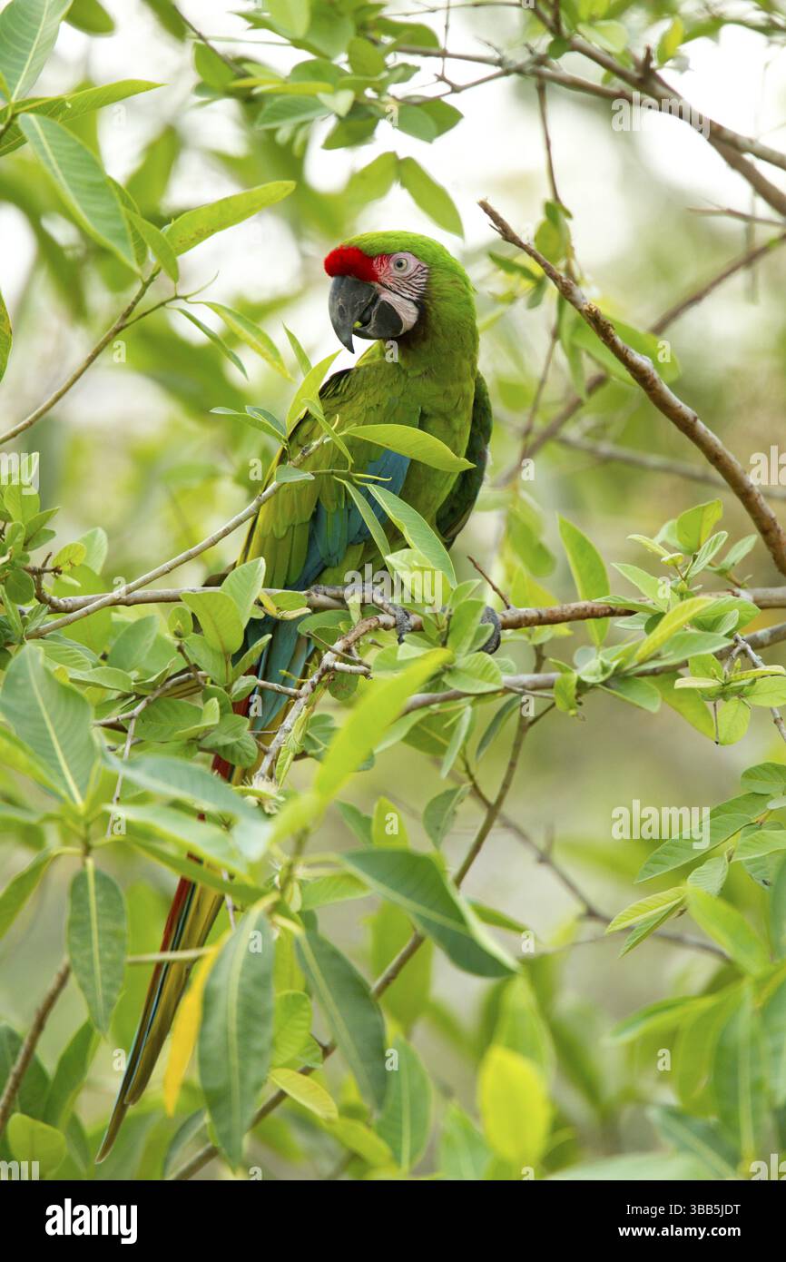 Militare Macaw Ara militaris El Tuito, Jalisco, Messico 9 giugno psittacidae adulti Foto Stock
