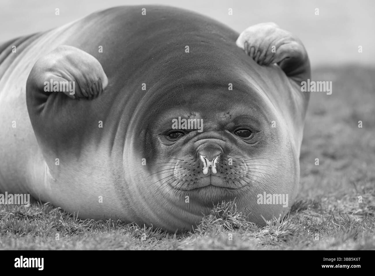 Foca elefante del sud (Mirounga leonina), riposo femminile, Georgia del Sud Foto Stock