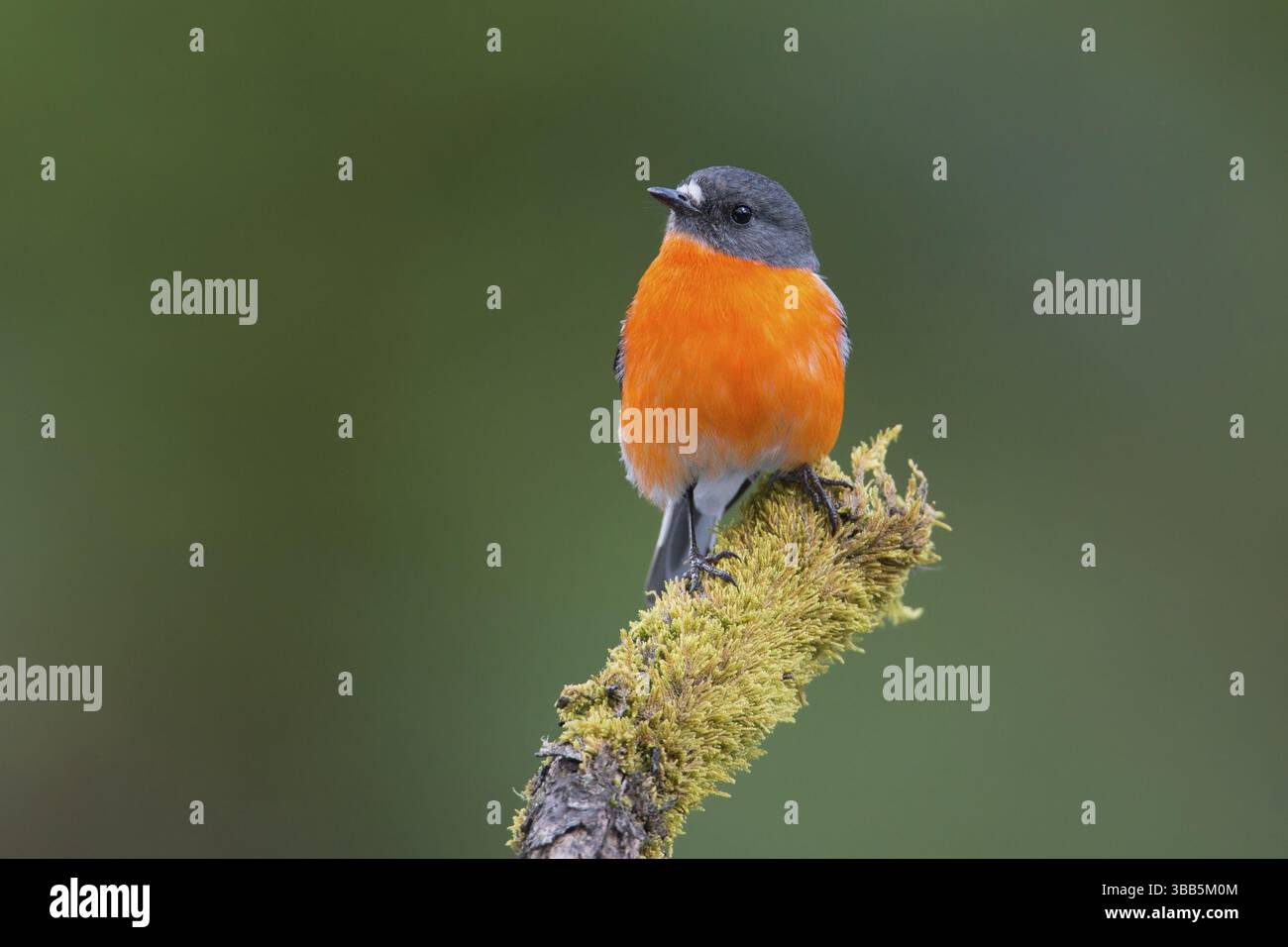 Flame Robin (Petroica phoenicea) maschio, Victoria, Australia, Oceania Foto Stock