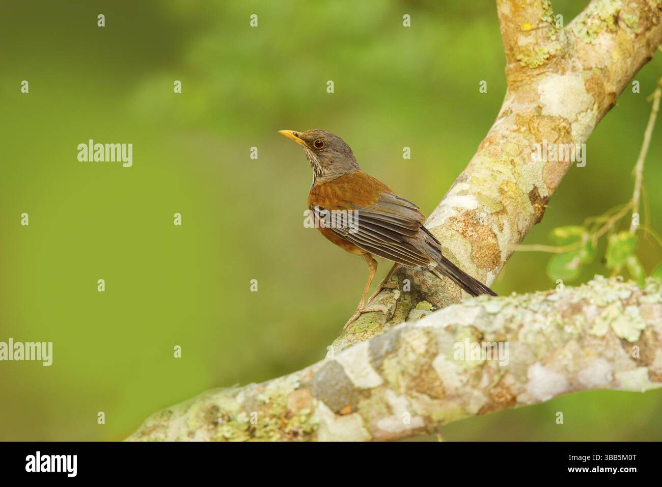 Robin Turdus rufopalliatus El Tuito, Jalisco, Messico 9 giugno Turdidae adulti Foto Stock