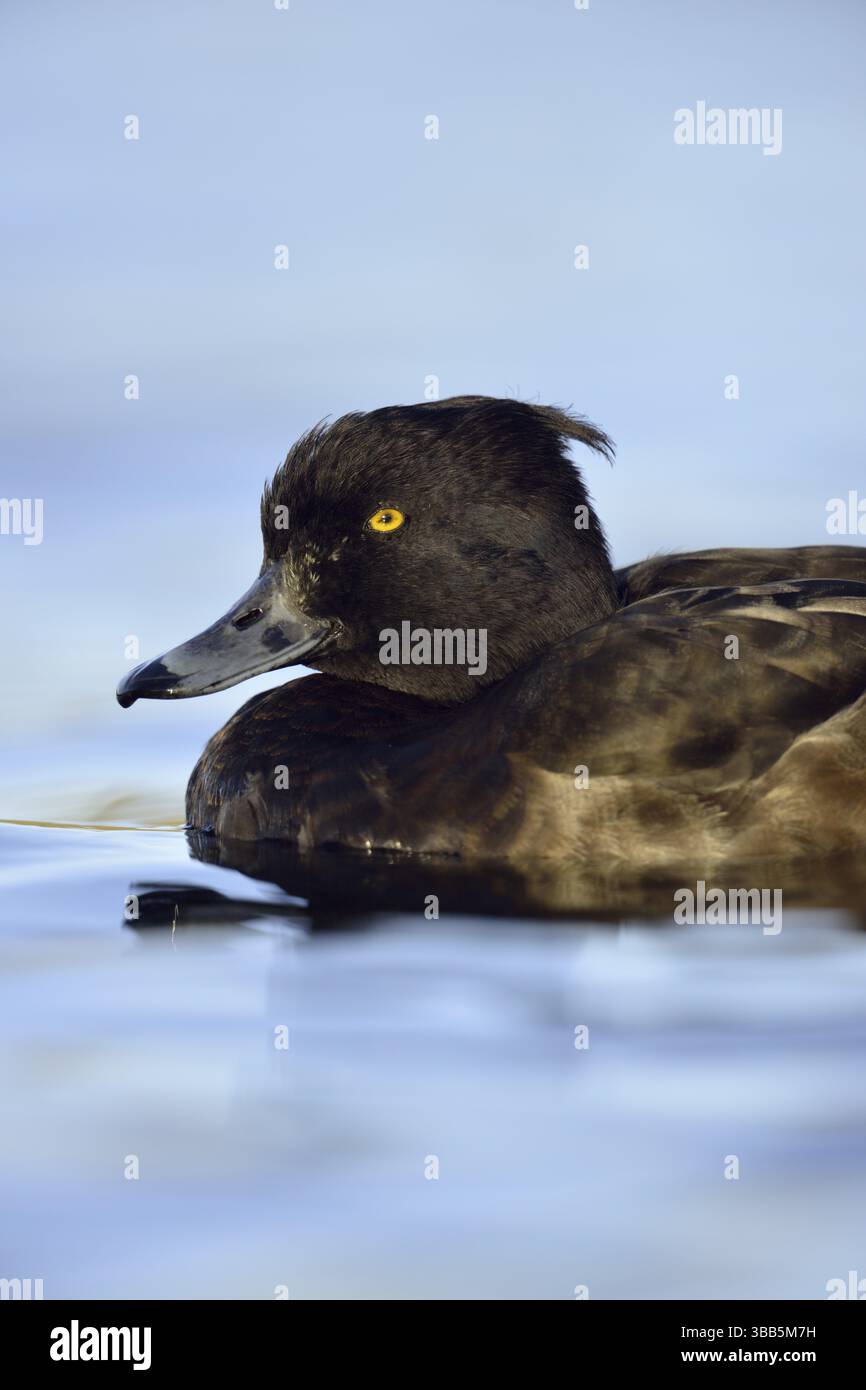 Anatra tufata (Aythya fuligula) femmina, Renania settentrionale-Vestfalia, Germania, Europa Foto Stock
