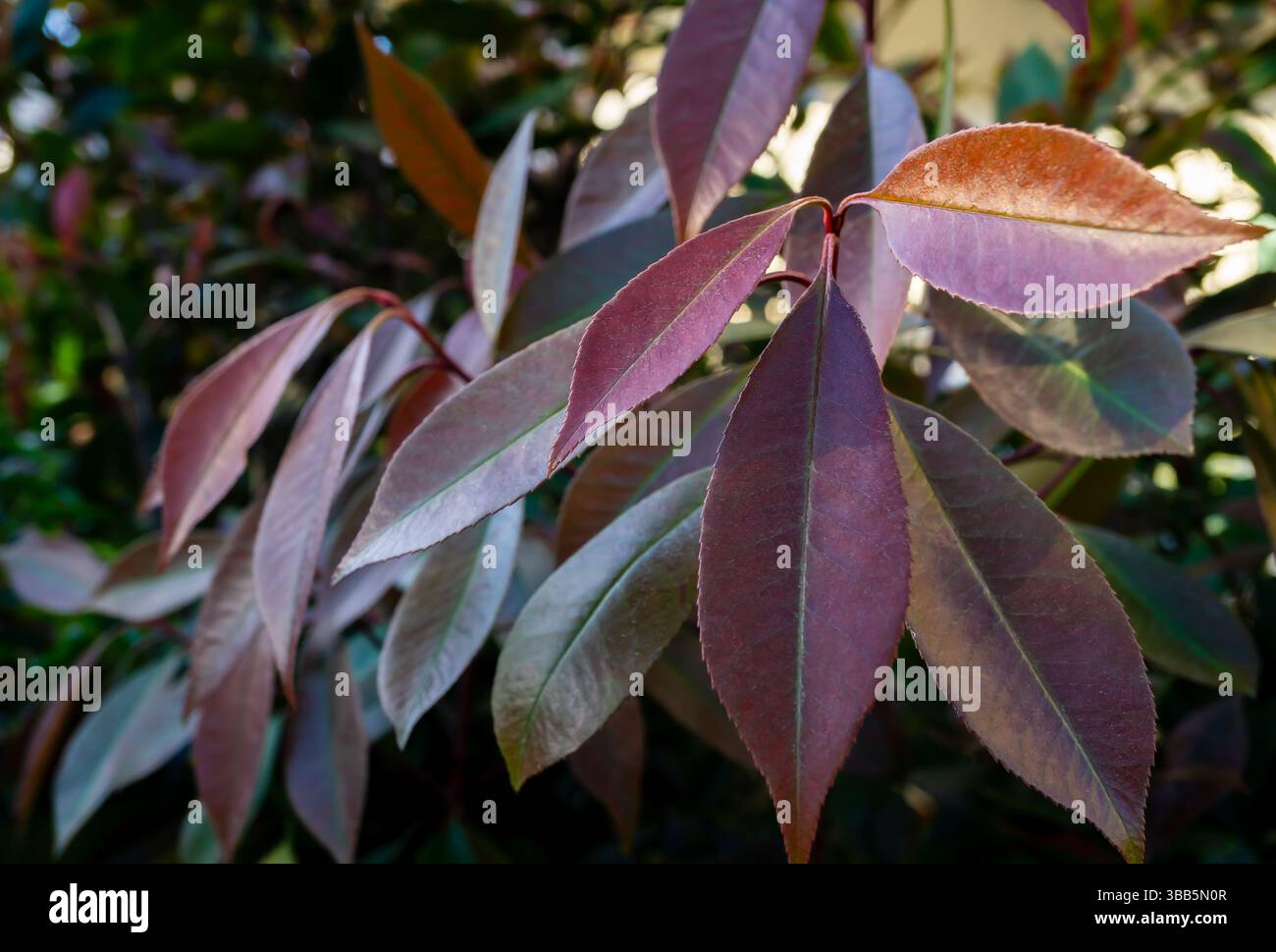 Primo piano di vivaci foglie rosse giovani di Photinia fraseri "Red Robin", un popolare arbusto ornamentale. Foto Stock