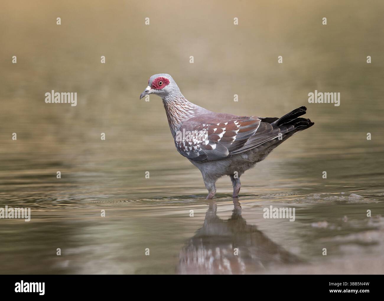 Piccione macchiato (cavia di Columba) in una pozza d'acqua, Gambia, Africa Foto Stock