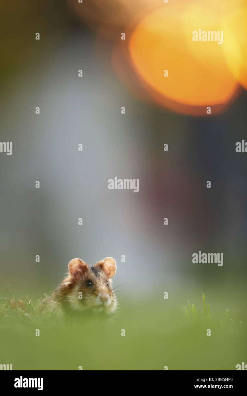 Criceto comune (Cricetus cricetus) che si forgia sul prato al tramonto, Vienna, Austria, Europa Foto Stock