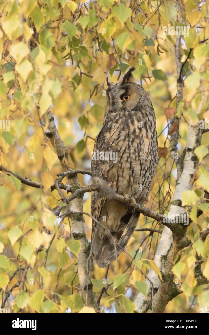 Ransuil in un ambiente erfst, gufo dalle orecchie lunghe in un ambiente autunnale Foto Stock