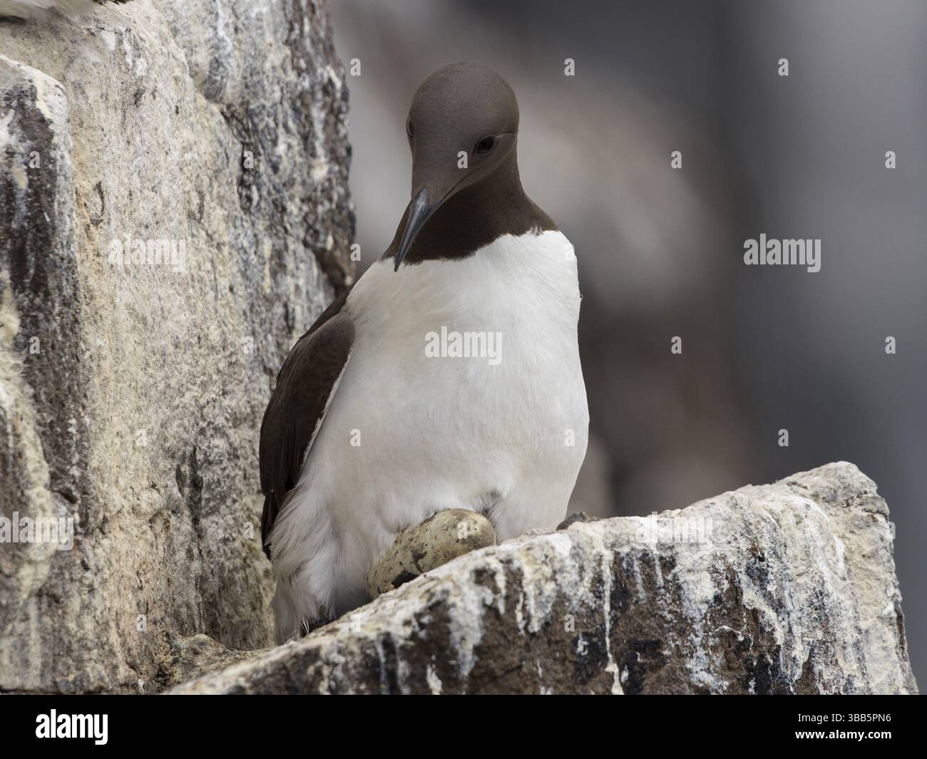 Common Murre (Uria aalge), Scozia, Regno Unito, Europa Foto Stock