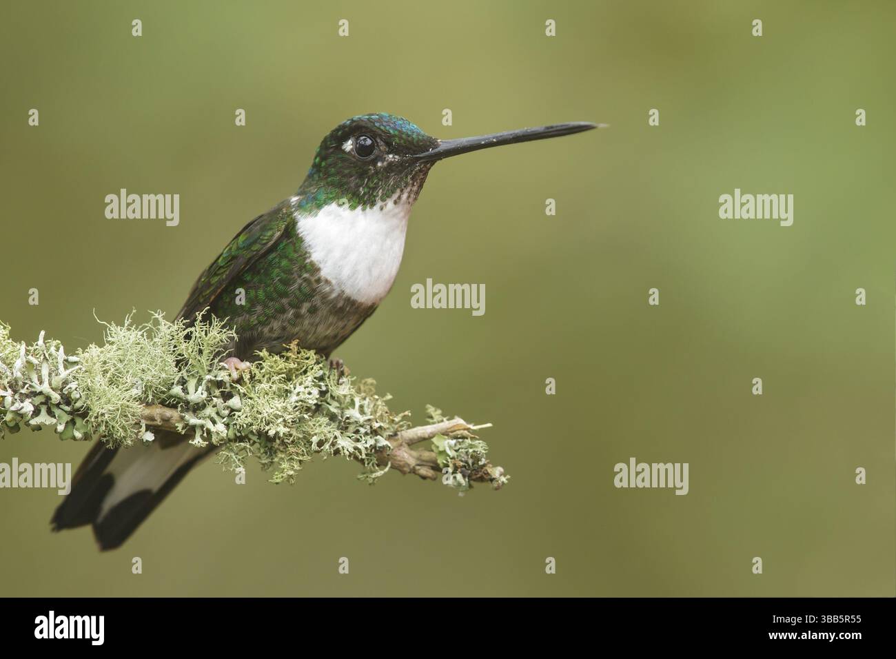 Colibrì Inca con colletto (Coeligena torquata) arroccato su un ramo delle montagne della Colombia, Sud America Foto Stock