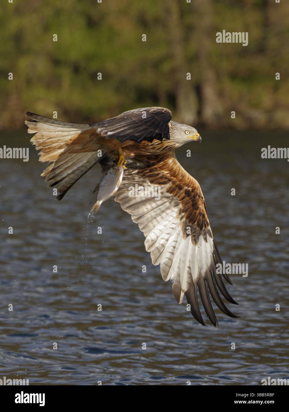Rotmilan, lat. Milvus milvus, Altvogel im Flug mit gefangenem Fisch ueber dem SEE Foto Stock