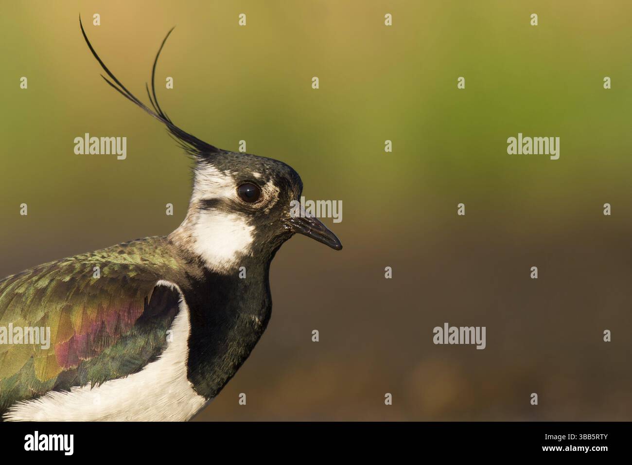 Lapwing settentrionale (Vanellus vanellus), Polonia, Europa Foto Stock