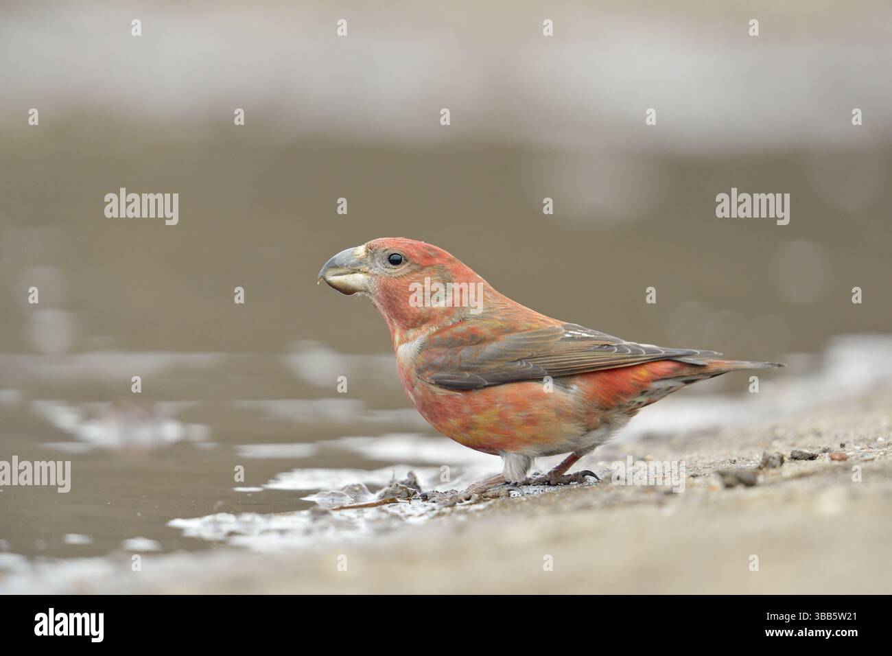 Nahrungsspezialist... Kiefernkreuzschnabel *Loxia pytyopsittacus* Foto Stock