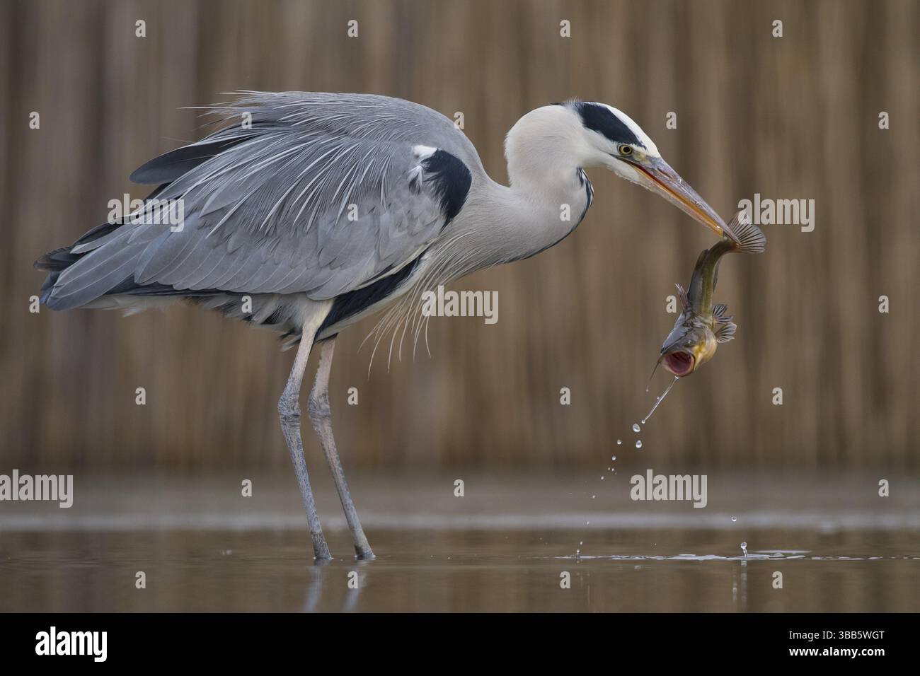 Heron grigio (Ardea cinerea) con prede di pesce in becco, Pusztaszer, Ungheria, Europa Foto Stock