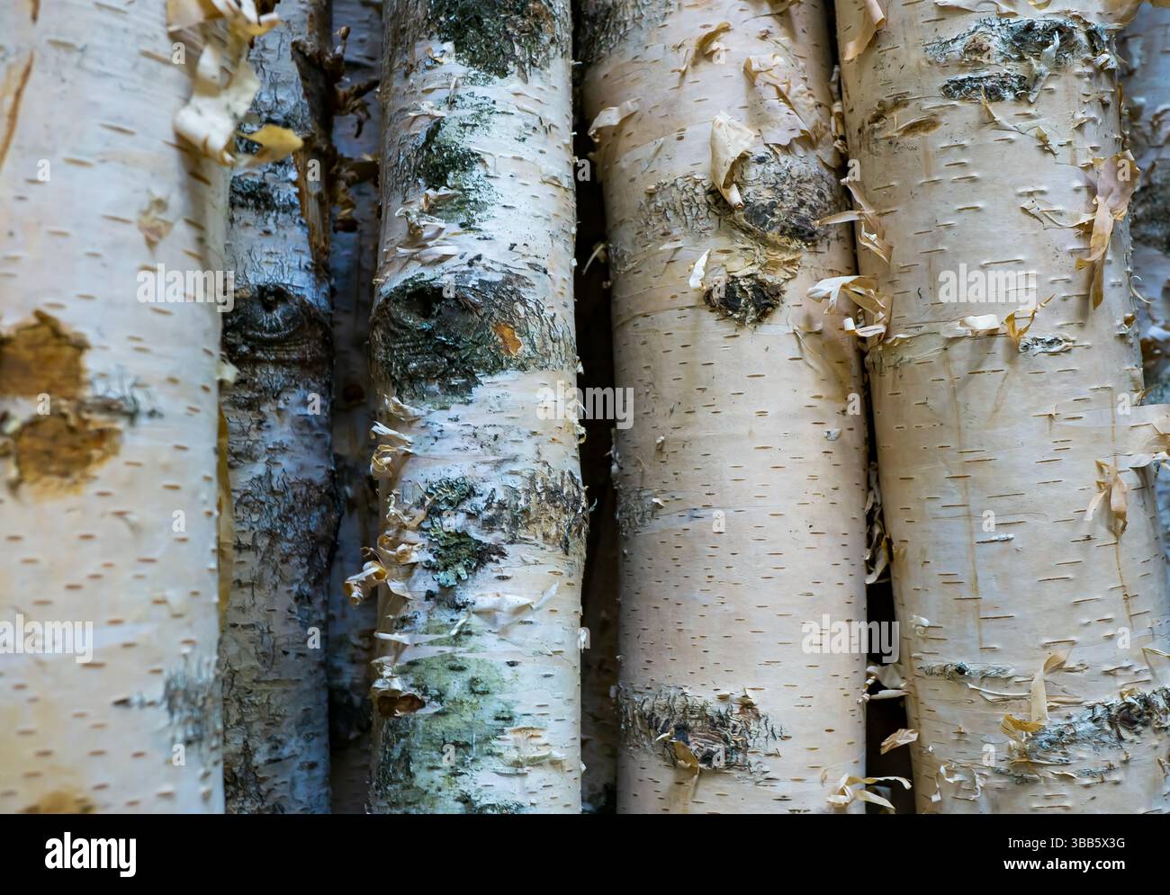 Primo piano di tronchi di betulla impilati utilizzati come materia prima di legno, che mostrano dettagli della struttura della corteccia e motivi di legno naturali. Foto Stock