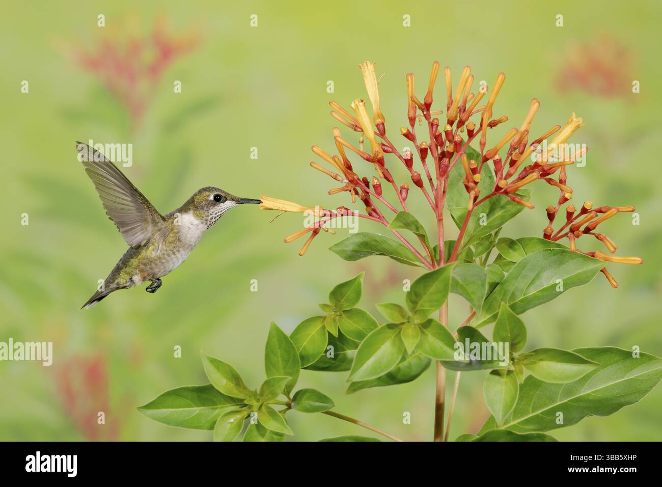 Colibrì dalla gola rubina (Archilochus colubris) femmina che vola mentre si nutre di nettare di fiori, Texas, USA, Nord America Foto Stock