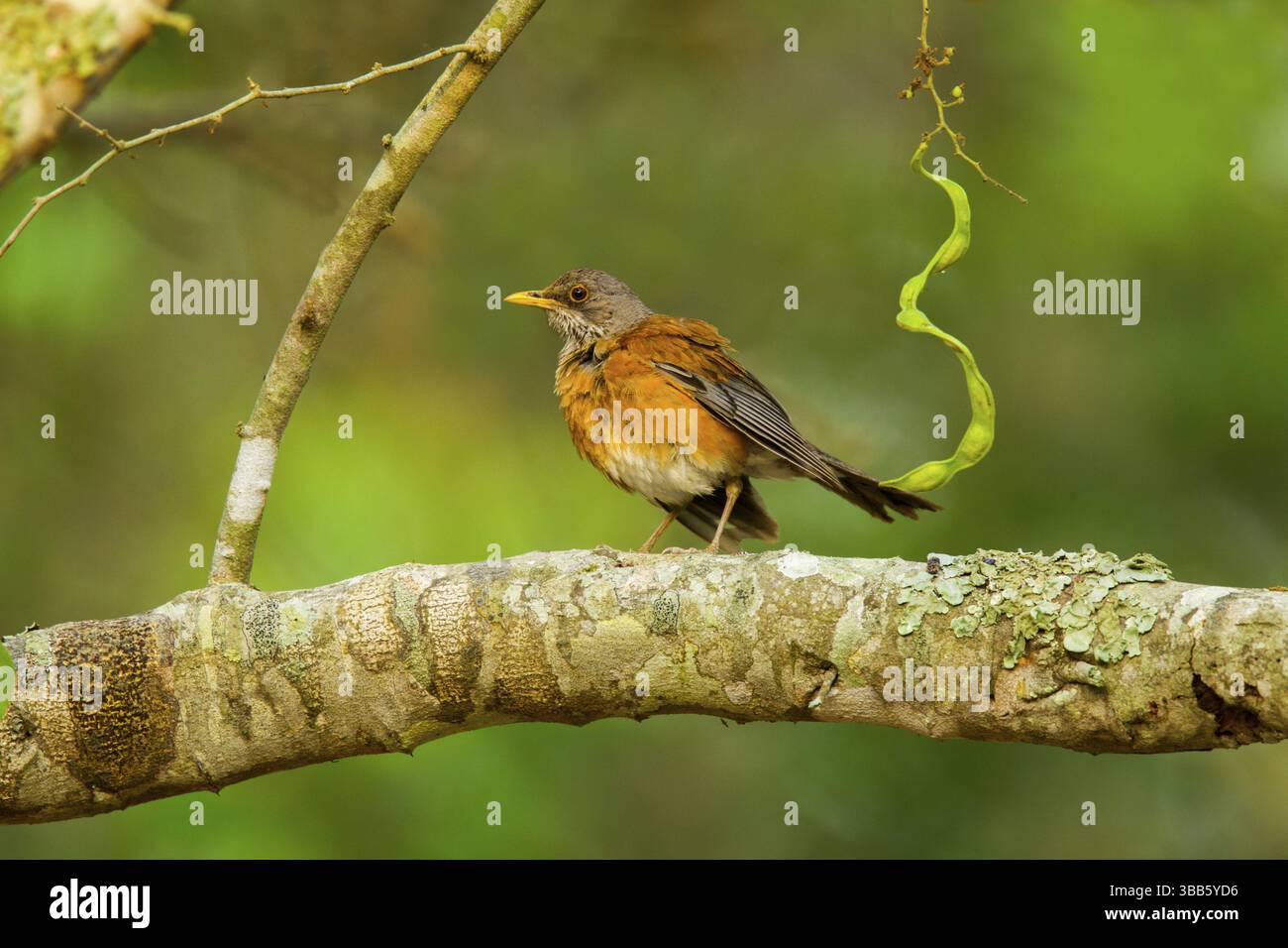 Robin Turdus rufopalliatus El Tuito, Jalisco, Messico 9 giugno Turdidae adulti Foto Stock