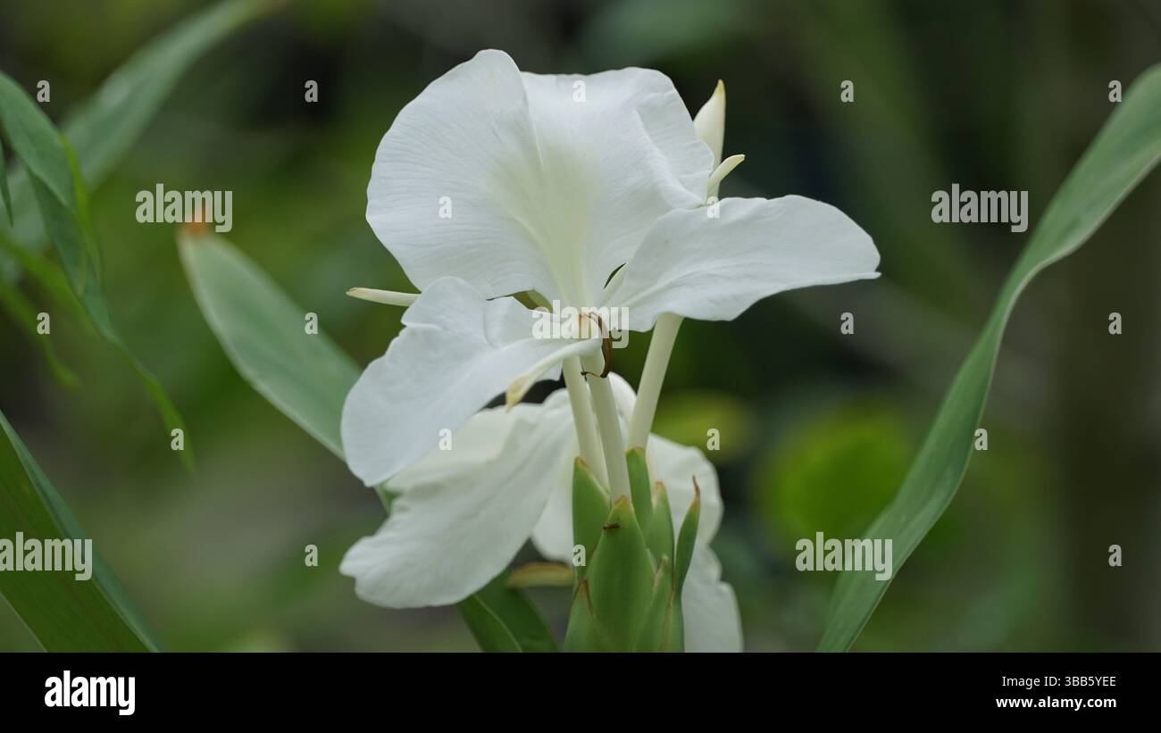 Piante estive e paesaggi di campagna: Natura lussureggiante e fascino rurale Foto Stock