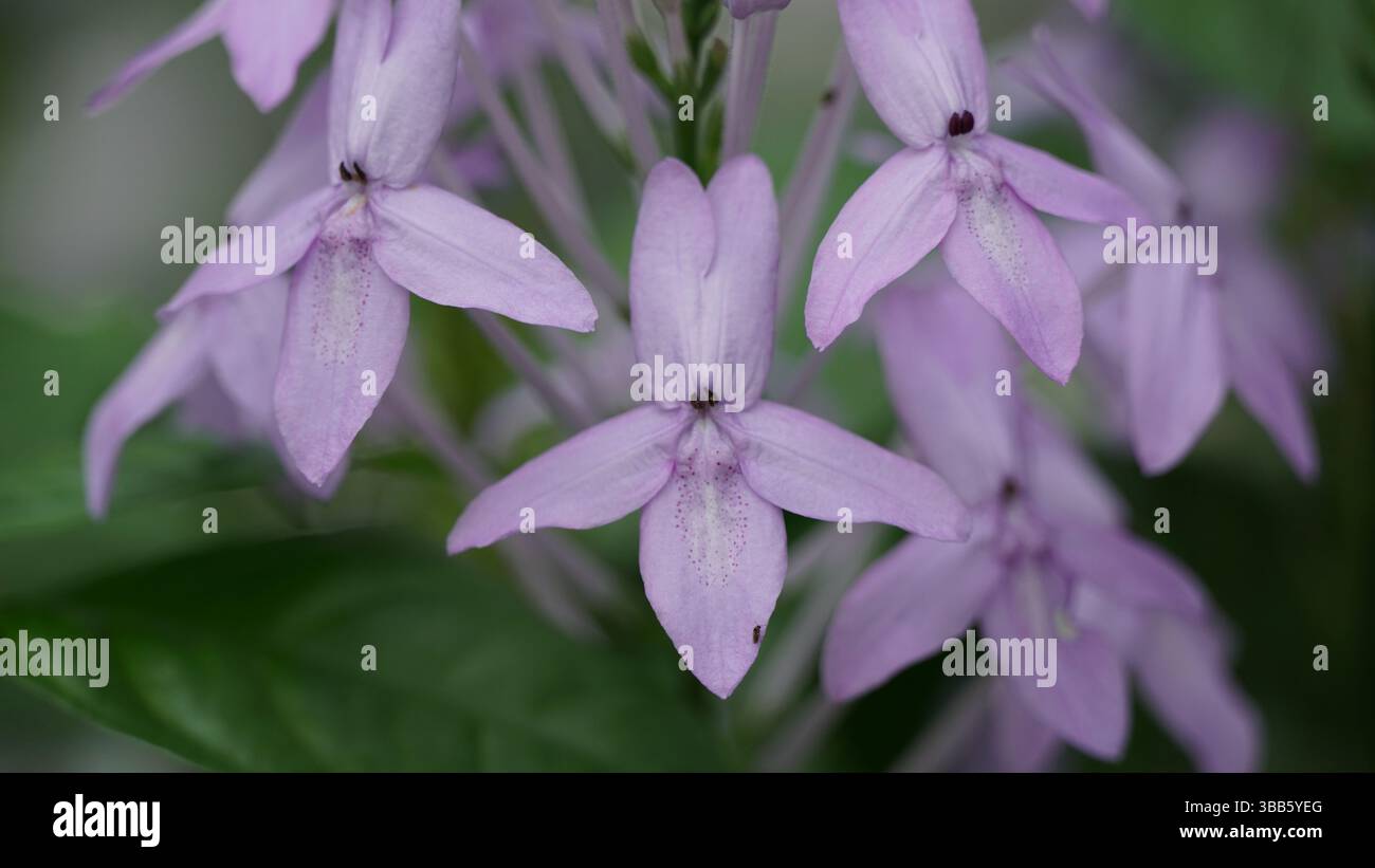 Piante estive e paesaggi di campagna: Natura lussureggiante e fascino rurale Foto Stock