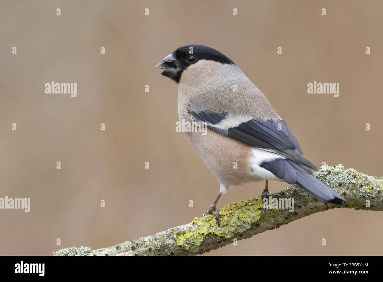 Bullfinch eurasiatico (Pyrrrhula pyrrhula) femmina, bassa Sassonia, Germania, Europa Foto Stock