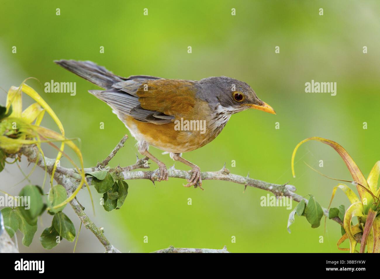 Robin Turdus rufopalliatus El Tuito, Jalisco, Messico 12 giugno Turdidae adulti Foto Stock