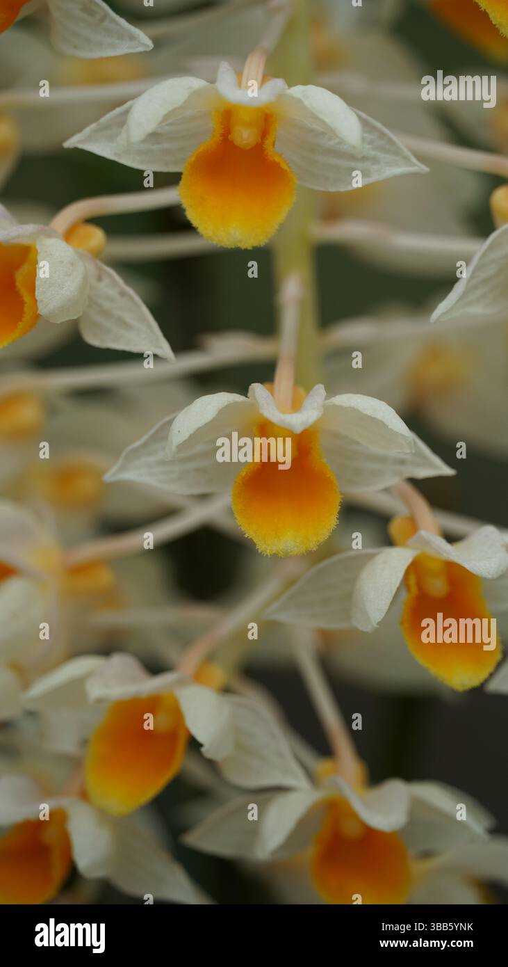 Piante estive e paesaggi di campagna: Natura lussureggiante e fascino rurale Foto Stock
