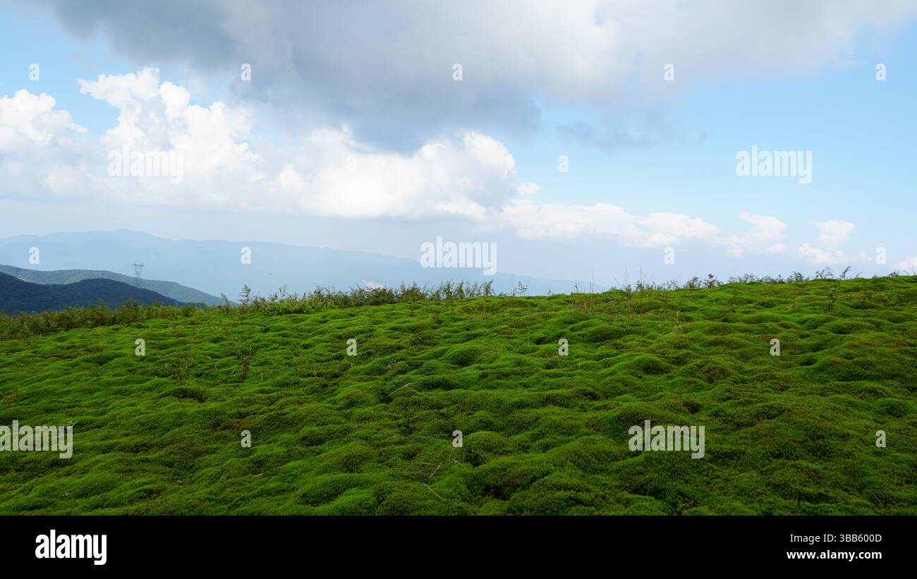 Piante estive e paesaggi di campagna: Natura lussureggiante e fascino rurale Foto Stock