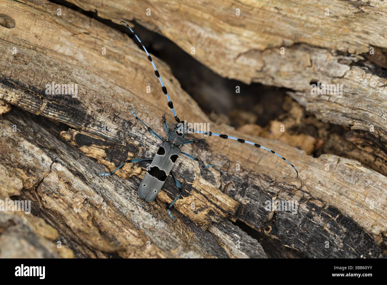 Rosalia Longicorn (Rosalia alpina) primo piano sul tronco dell'albero, Baden-Wuerttemberg, Germania, Europa Foto Stock