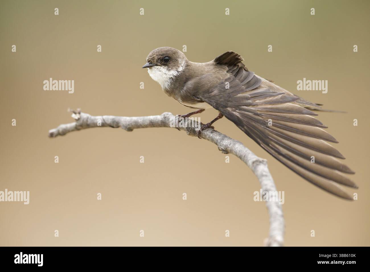 Sand Martin (Riparia riparia) ala allungata, arroccata su un ramo, Polonia, Europa Foto Stock