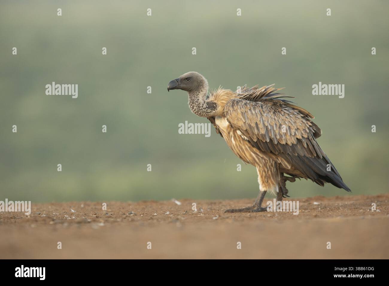 White-backed Vulture (Gyps africanus), Sudafrica, Africa Foto Stock