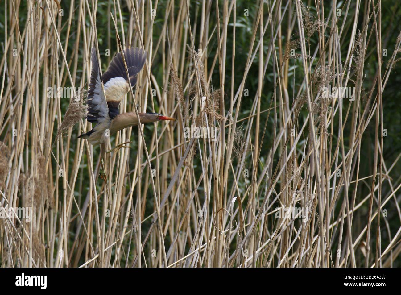 Little Bittern (Ixobrychus minutus) volo femminile, Sassonia-Anhalt, Germania, Europa Foto Stock