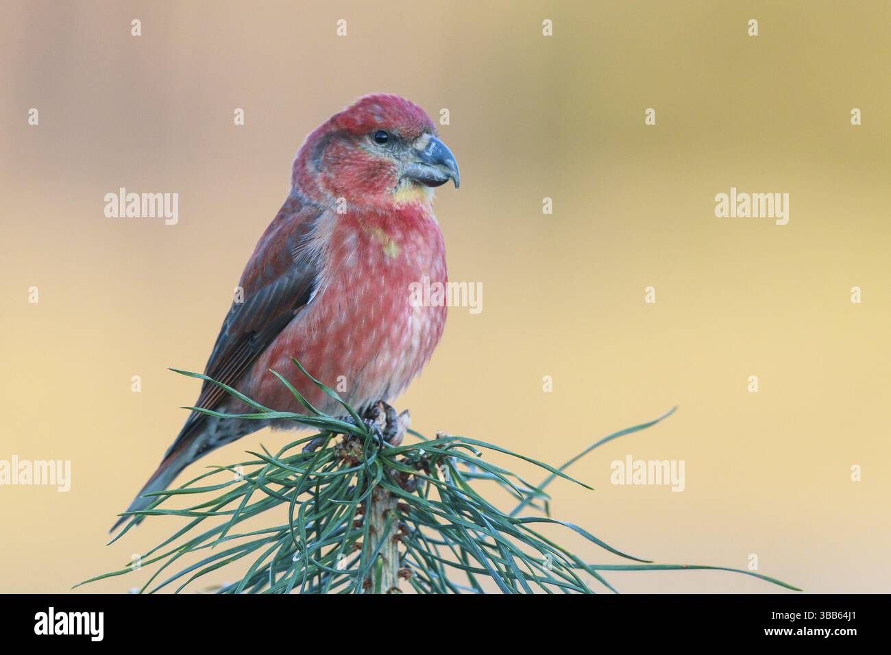 Parrot Crossbill (Loxia pytyopsittacus) maschio arroccato su una filiale, Paesi Bassi Foto Stock