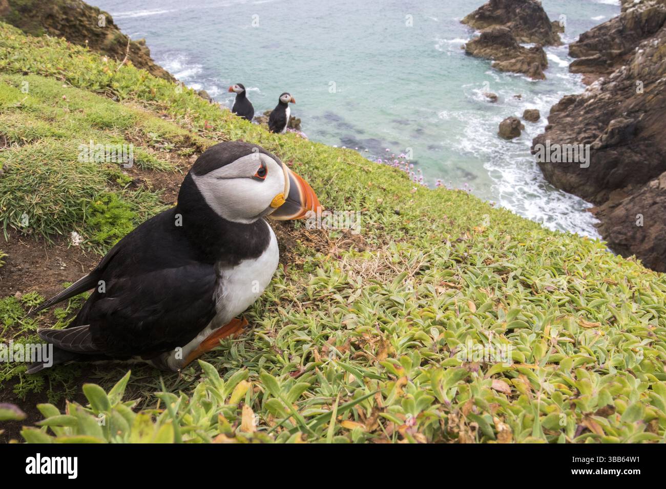 Atlantic Puffin (Fratercula arctica), Isole Saltee, Irlanda, Europa Foto Stock
