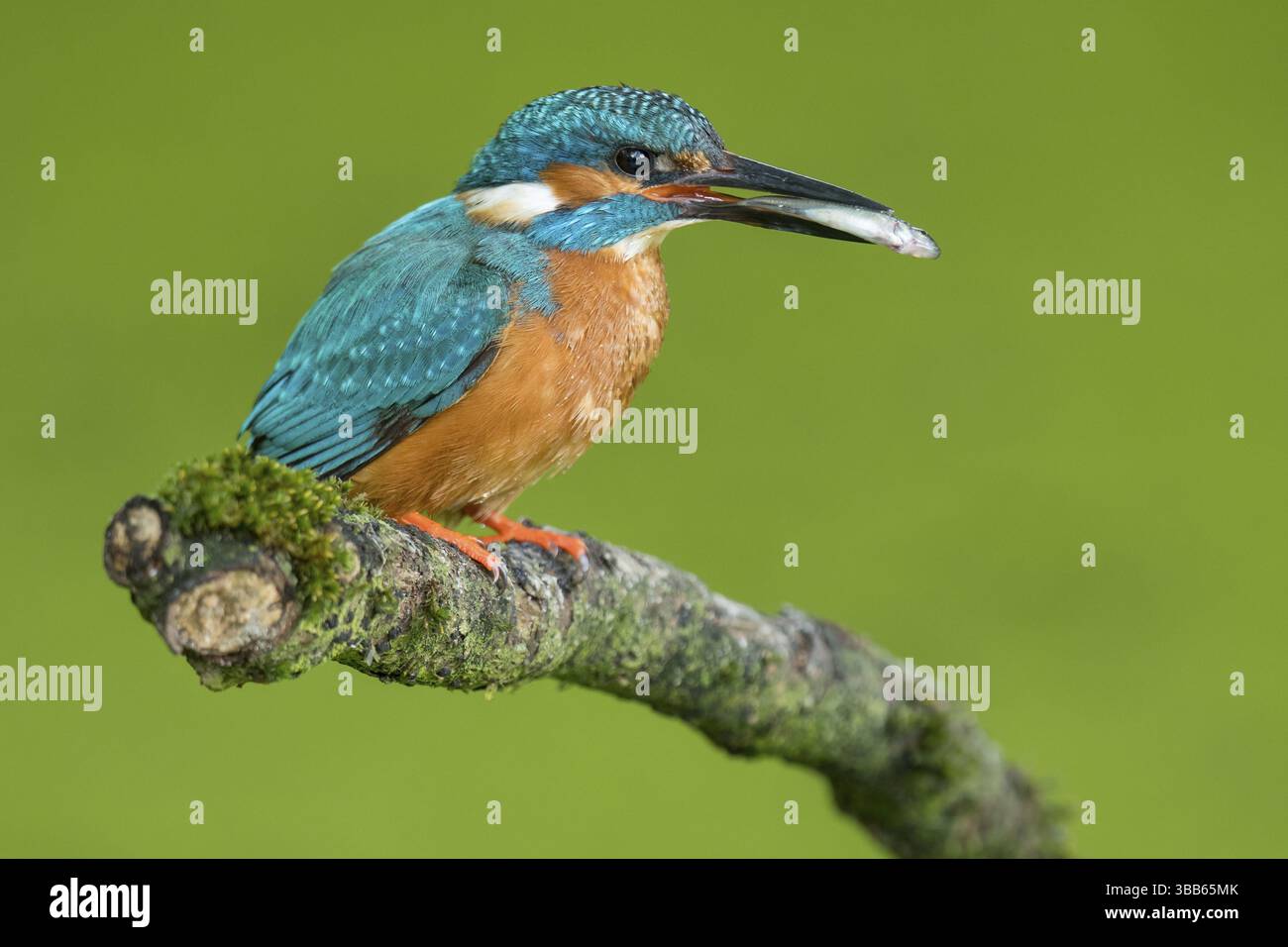 Kingfisher comune (Alcedo atthis) maschio arroccato su un ramo con un pesce nel suo becco, bassa Sassonia, Germania, Europa Foto Stock