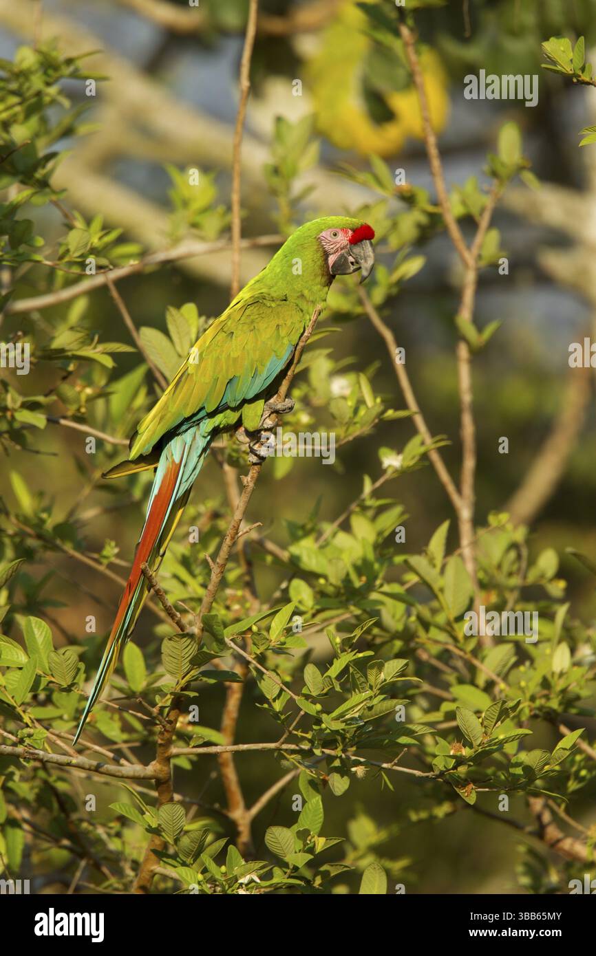 Militare Macaw Ara militaris El Tuito, Jalisco, Messico 9 giugno psittacidae adulti Foto Stock