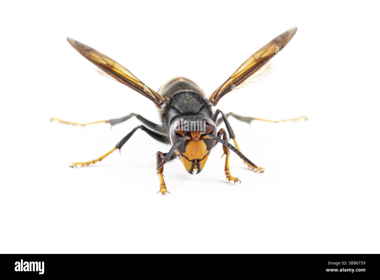 Calabrone asiatico (Vespa velutina), su bianco, Allariz, Galizia, Spagna, Europa Foto Stock