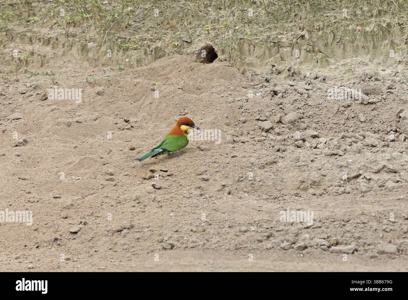 Mangia di api con testa di castagno (Merops leschenaulti) a breeding Cavity, Penang, Malesia, Asia Foto Stock