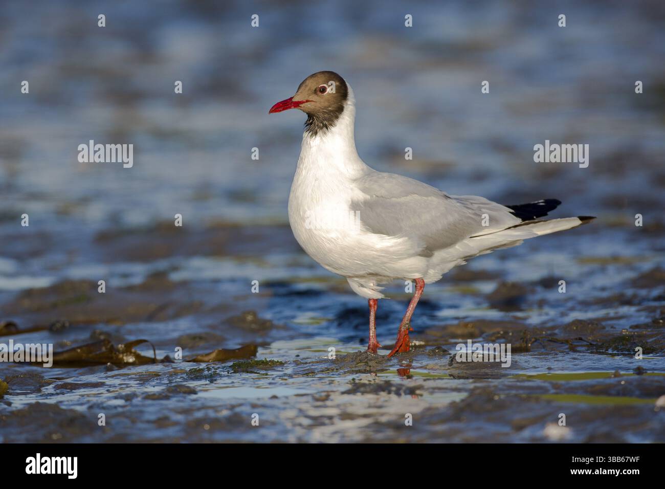 Gabbiano dalla testa nera (Chroicocephalus ridibundus), Seahouses, Regno Unito, Europa Foto Stock