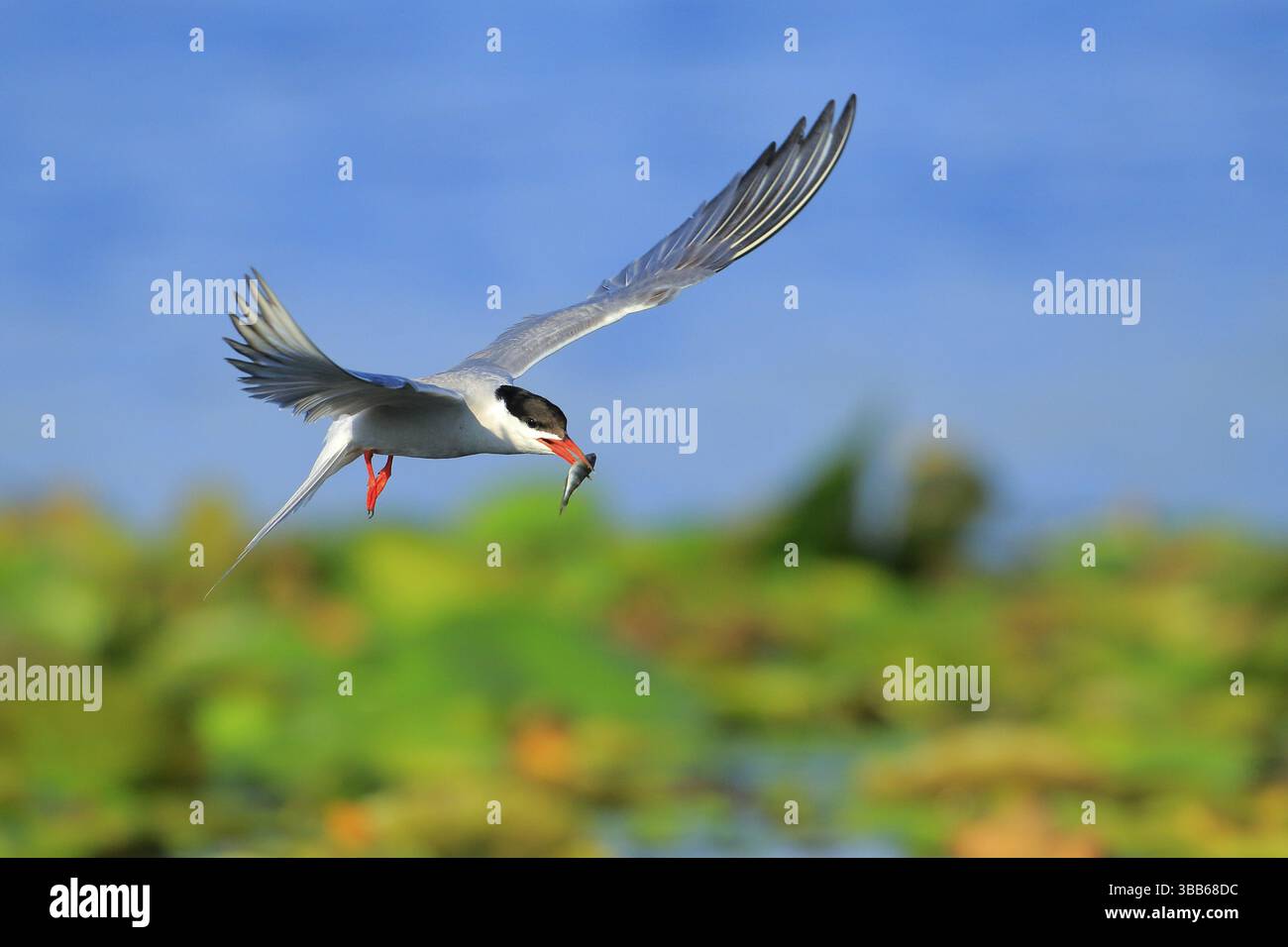 Tern comune (Sterna hirundo) che vola con prede di pesci in becco, Delta del Danubio, Romania, Europa Foto Stock