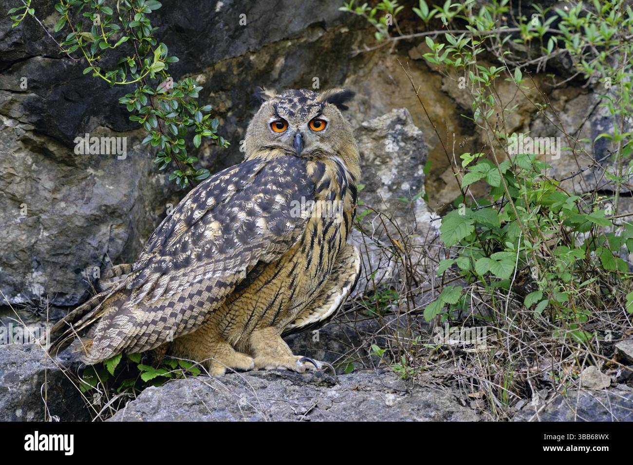 Gufo eurasiatico (bubo bubo) arroccato su una roccia, Renania settentrionale-Vestfalia, Germania, Europa Foto Stock