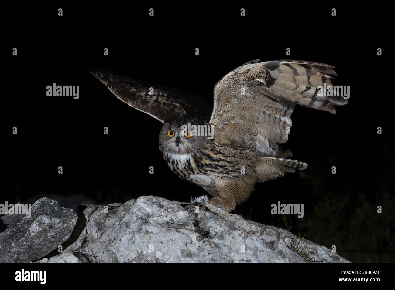 Maschio gufo eurasiatico (bubo bubo bubo), Estremadura, Portogallo, Europa Foto Stock