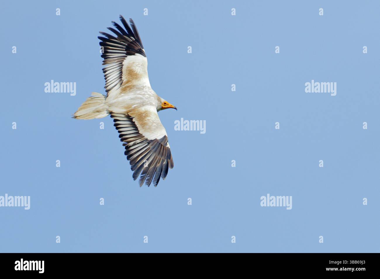 Avvoltoio egiziano (Neophron percnopterus) in volo, Cantabria, Spagna, Europa Foto Stock