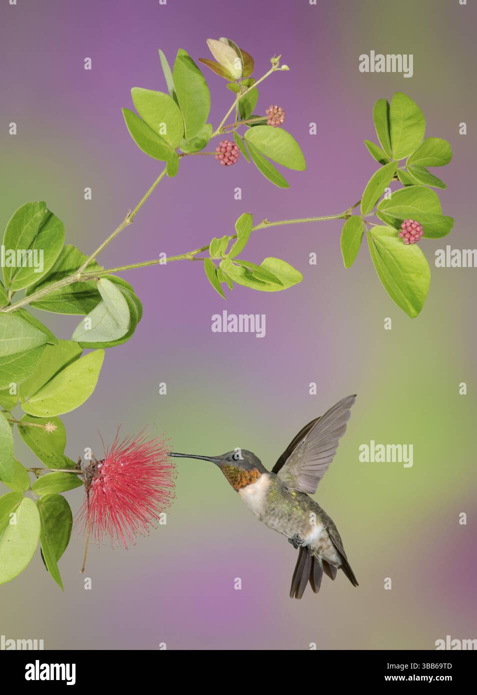Colibrì dalla gola rubina (Archilochus colubris) maschio che vola mentre si nutre di nettare di fiori, Texas, USA, Nord America Foto Stock