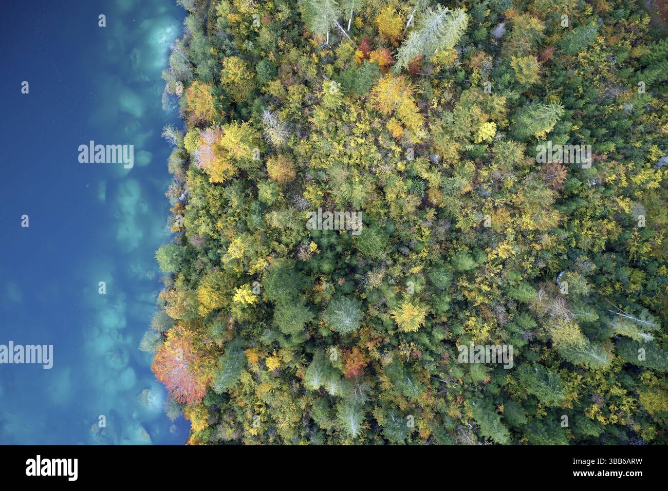 Foresta montana sul lato del lago in colorate foglie autunnali viste dalla prospettiva degli uccelli, Flims, Svizzera, Europa Foto Stock