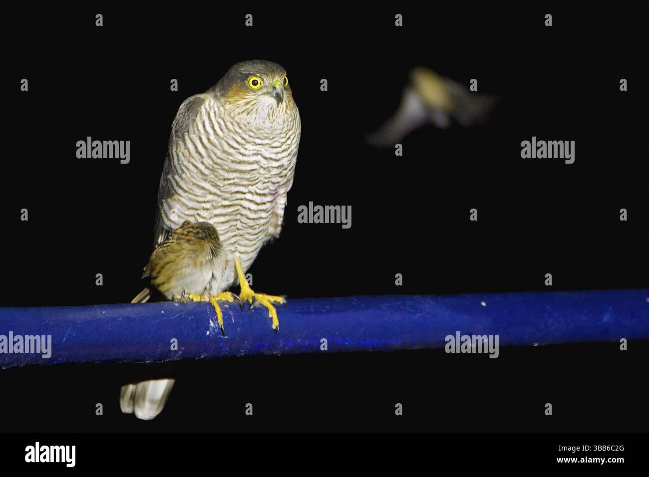 Sparrowhawk & Dunnock (Accipiter nisus & Prunella modularis) una Dunnock completamente esausta si è rifugiata su una nave di ricerca durante una messa Foto Stock