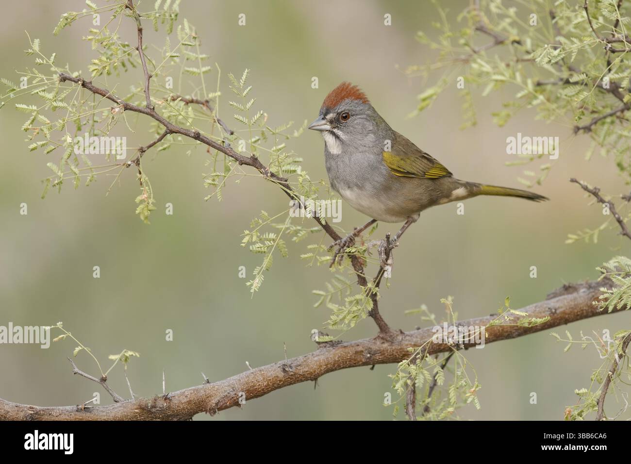 Punta di denti dalla coda verde (Pipilo chlorurus) arroccata su una filiale, Arizona, Stati Uniti, Nord America Foto Stock