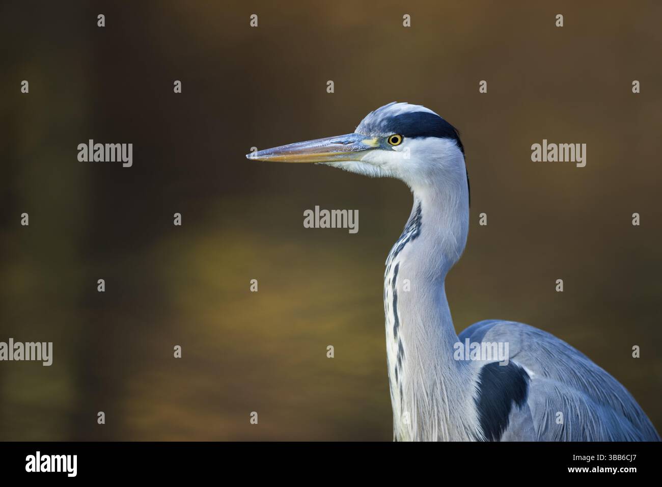 Airone cinerino (Ardea cinerea), Renania settentrionale-Vestfalia, Germania, Europa Foto Stock