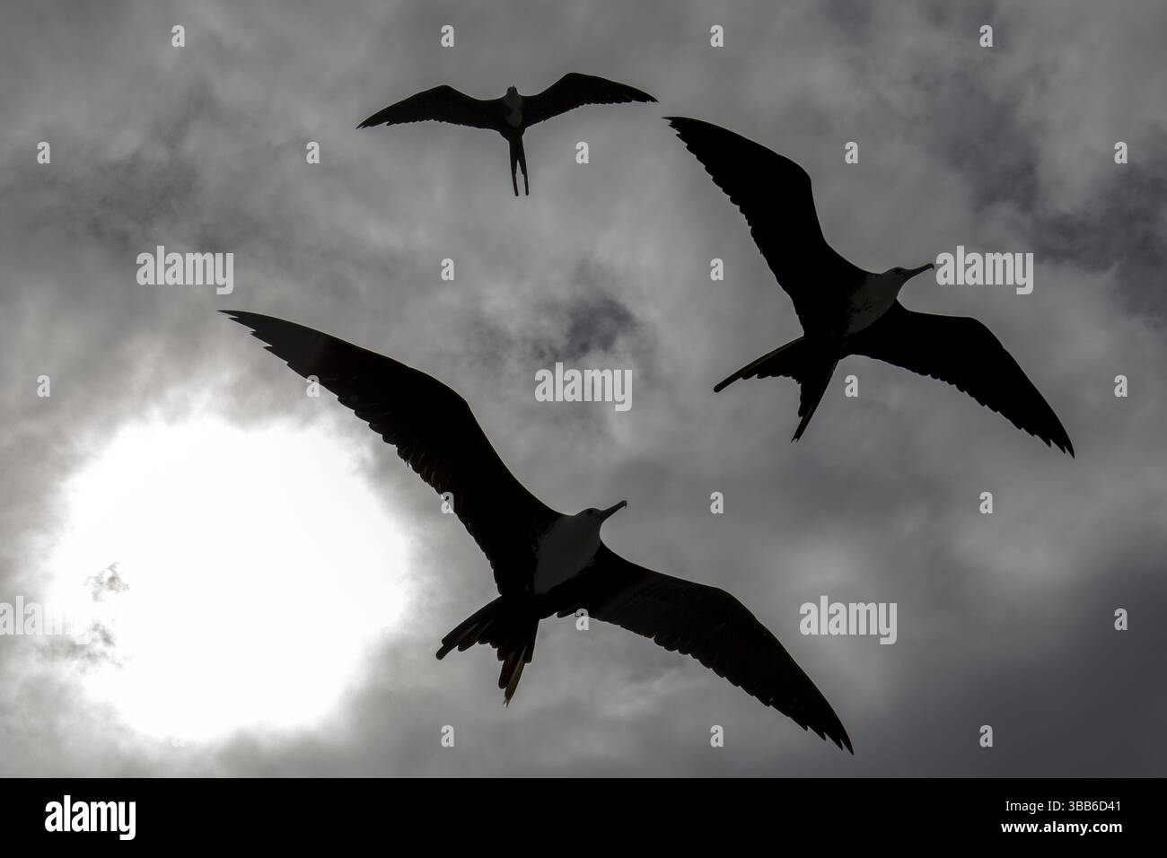 Magnifico Frigatebird (Fregata magnificens) gruppo in volo, Belize, America centrale Foto Stock