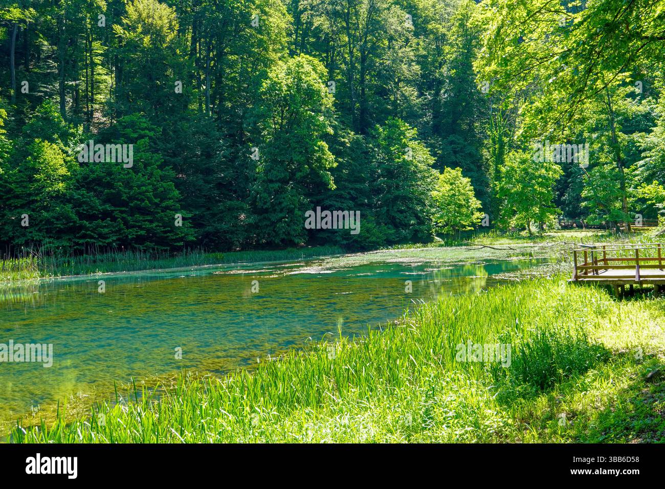 Acqua verde in un lago boschivo con alberi. Foto Stock