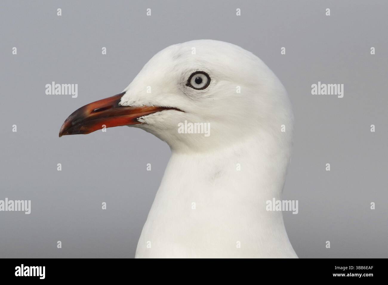 Gabbiano d'argento (Chroicocephalus novaehollandiae), Victoria, Australia, Oceania Foto Stock