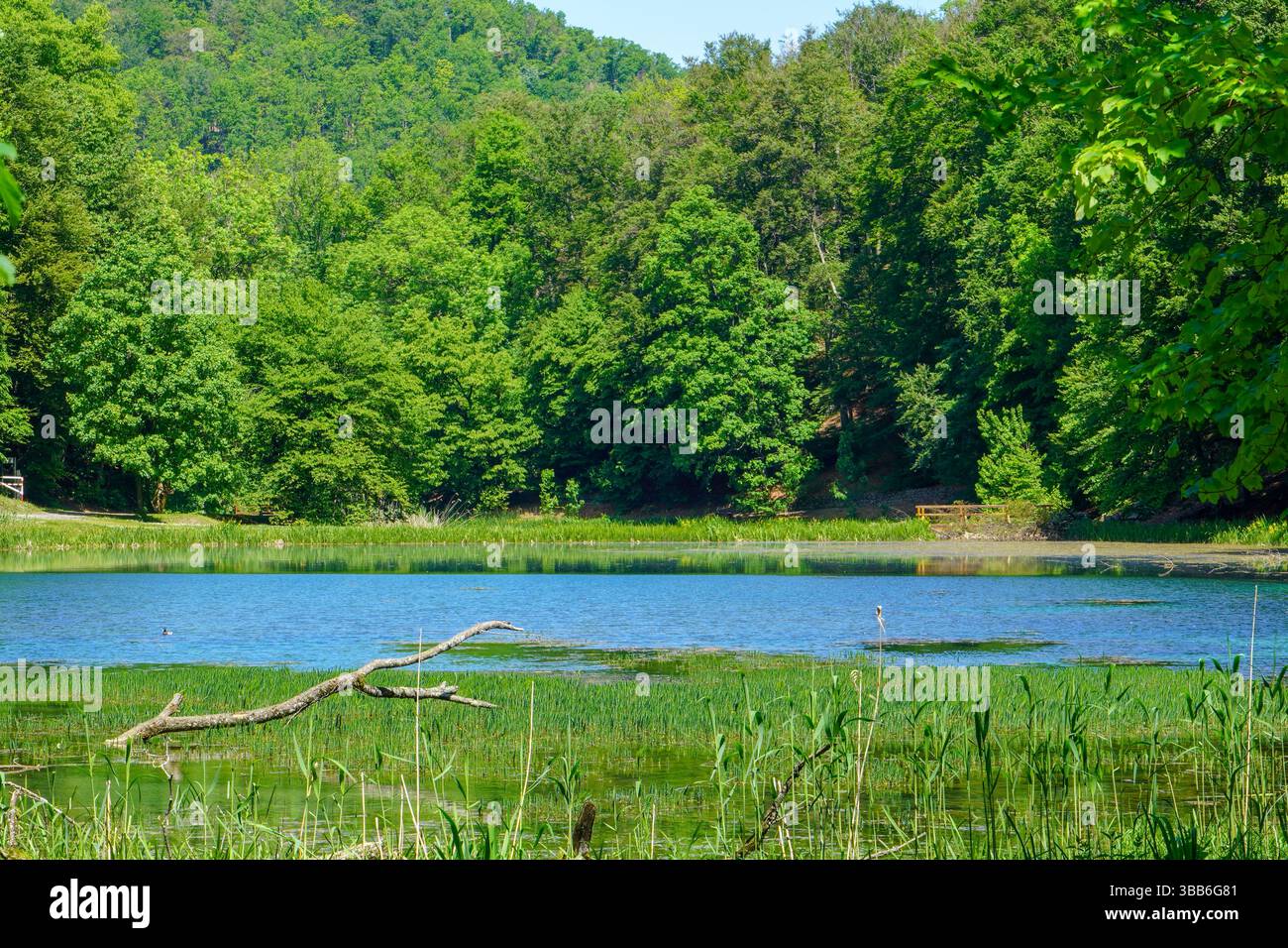 Splendido paesaggio naturale estivo primaverile con un lago nel parco circondato da verde vegetale di alberi alla luce del sole. Foto Stock