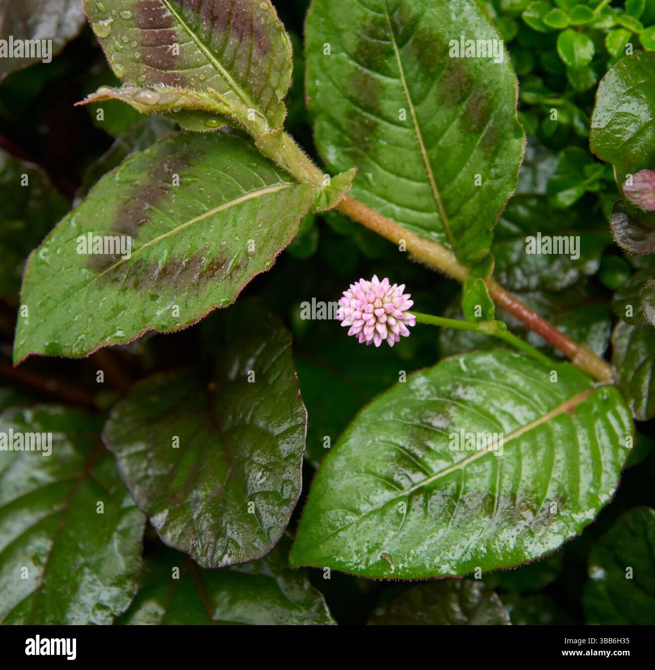 rosa pallido annodato con le sue foglie, piccolo fiore a grappolo che si trova sul ciglio della strada, messa a fuoco morbida con spazio di copia Foto Stock