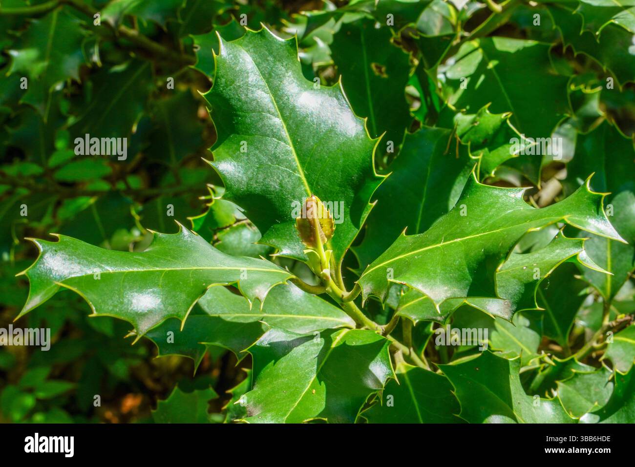 Pianta di holly a punta verde brillante. Foto Stock